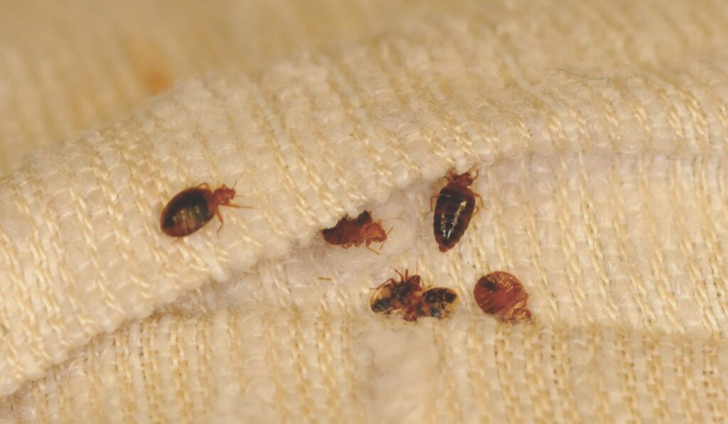 Get Rid of Bedbugs 