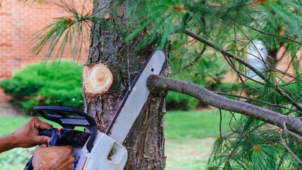 Professional Tree Removal Services 