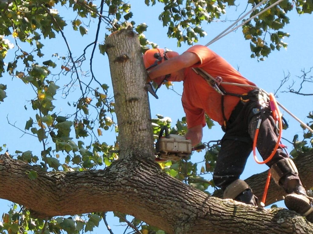 Professional Tree Removal Services 