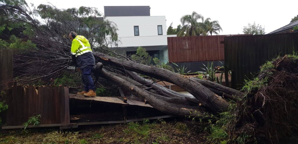 Professional Tree Removal Services 