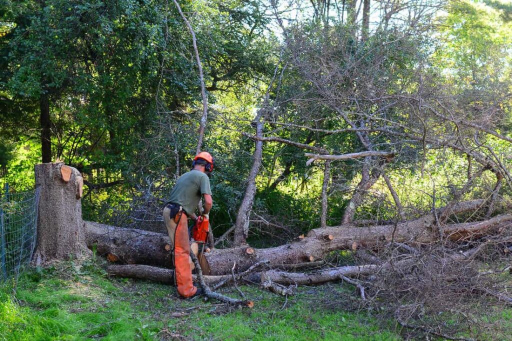 Professional Tree Removal Services 