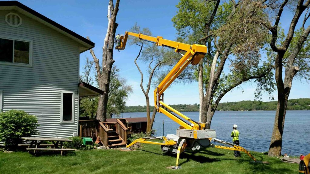 Professional Tree Removal Services 