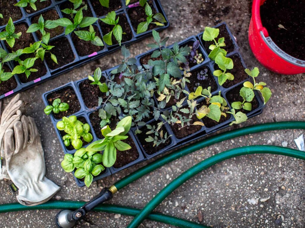 Tips for Leveling Up Your Gardening Skills 