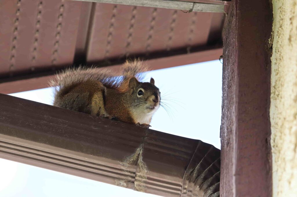 Hire a Professional for Squirrel Removal 