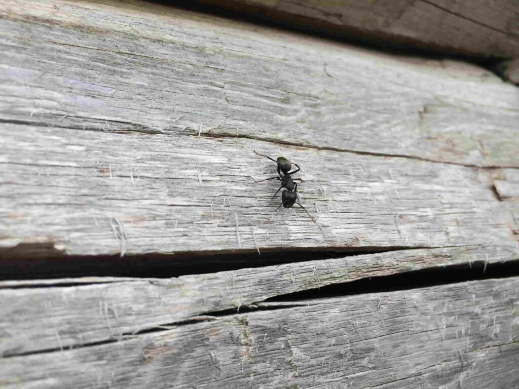 How Do You Know If You Have A Carpenter Ant Infestation 