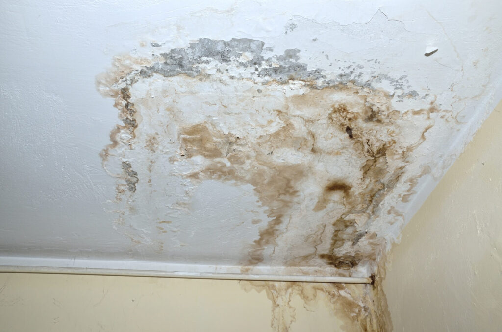 Remove Mould from the Ceiling 