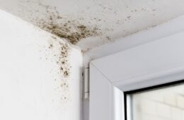Remove Mould from the Ceiling