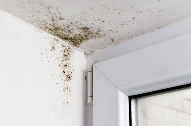 Remove Mould from the Ceiling