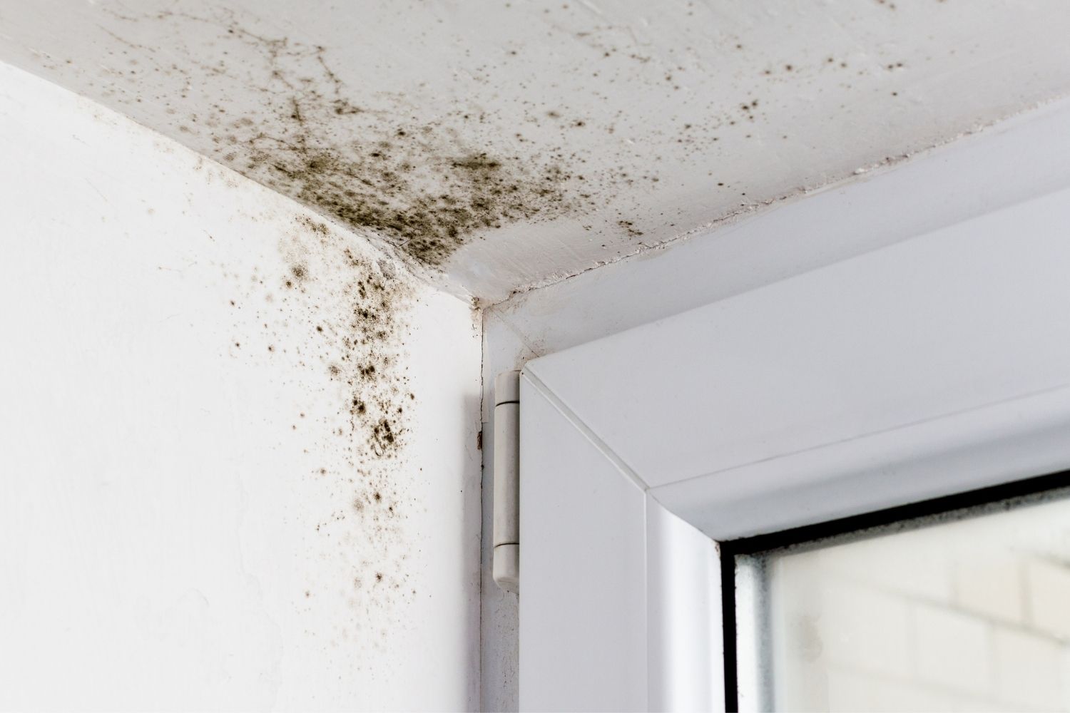 Remove Mould from the Ceiling