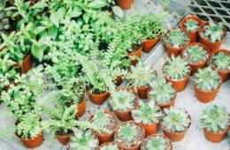 Tips to Care For Your Mail Order Plants