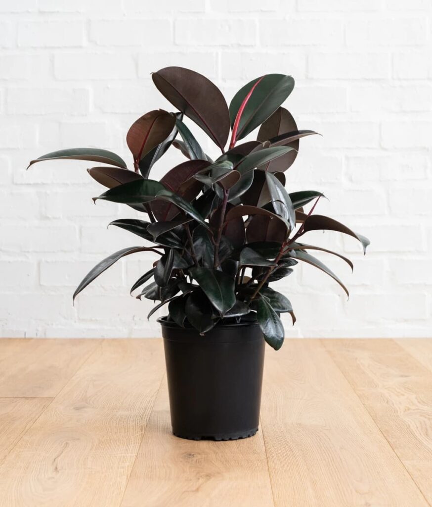 add plant in apartment 