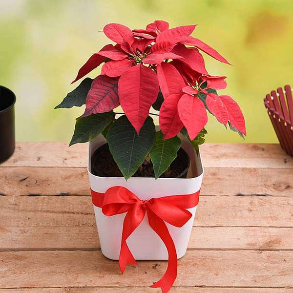 Christmas Plant