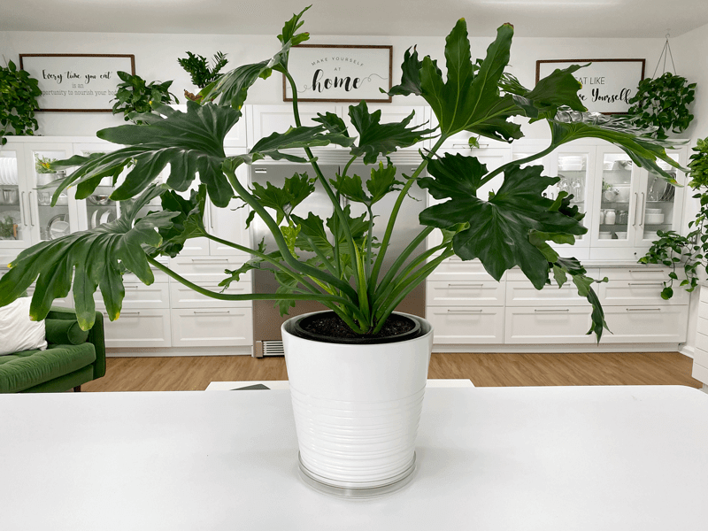 indoor plant 