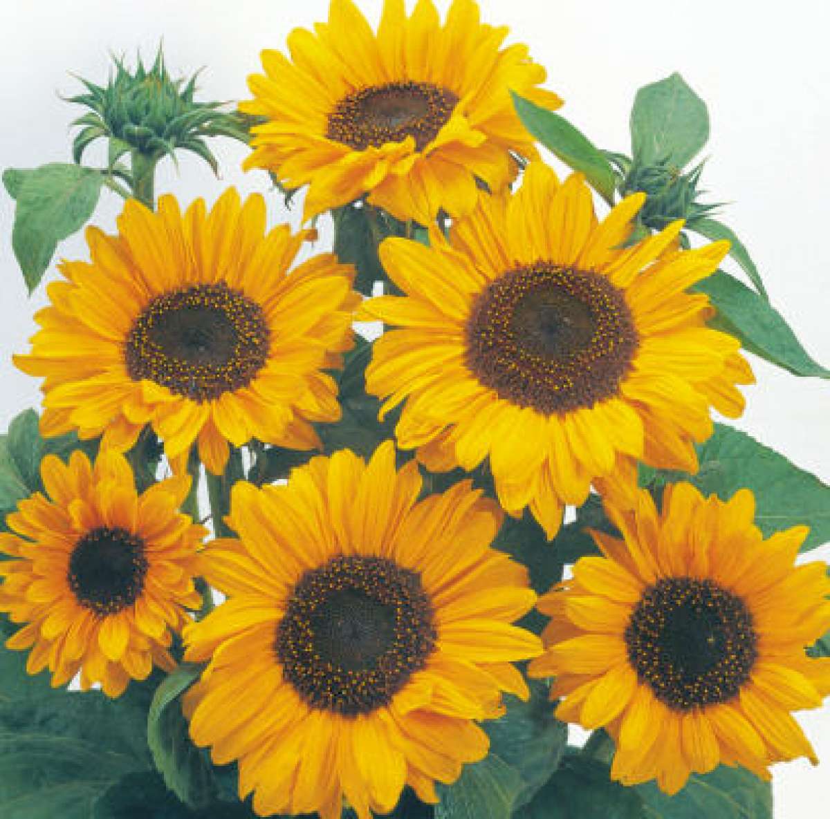 Accentuate the Vibe of Your House With These PetFriendly Flowers