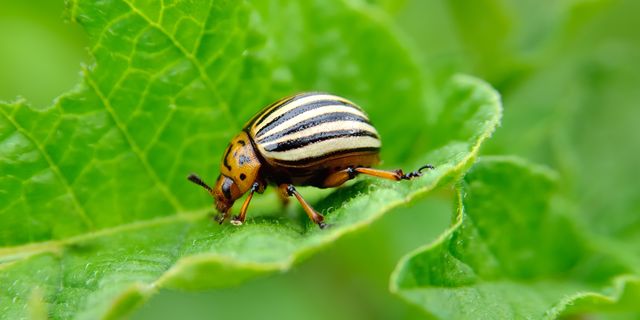 Discourage Pests from Making a Home in Your Garden 