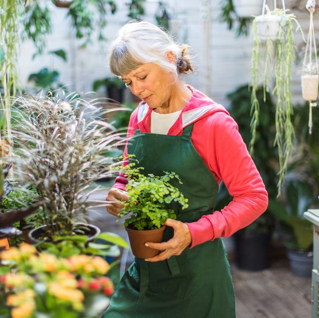 Grow A Home Garden With Plant Delivery 