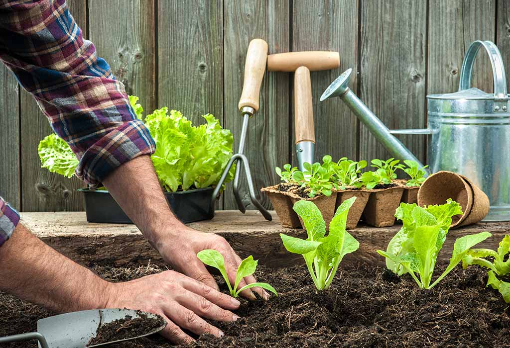 Grow A Home Garden With Plant Delivery 