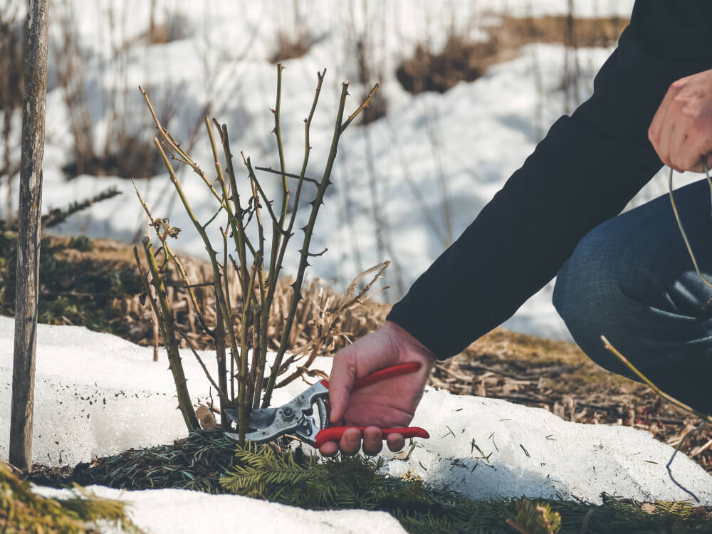 Prepare Your Backyard Landscape for Winter 