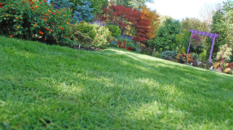 keep your lawn green and healthy 