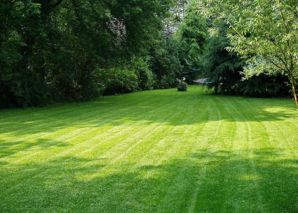 keep your lawn green and healthy 