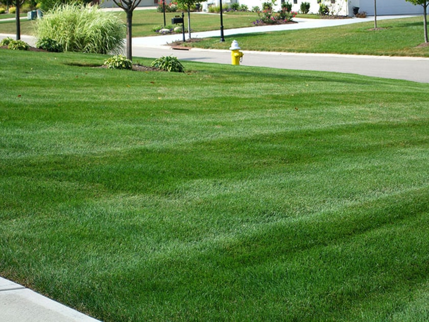 keep your lawn green and healthy 