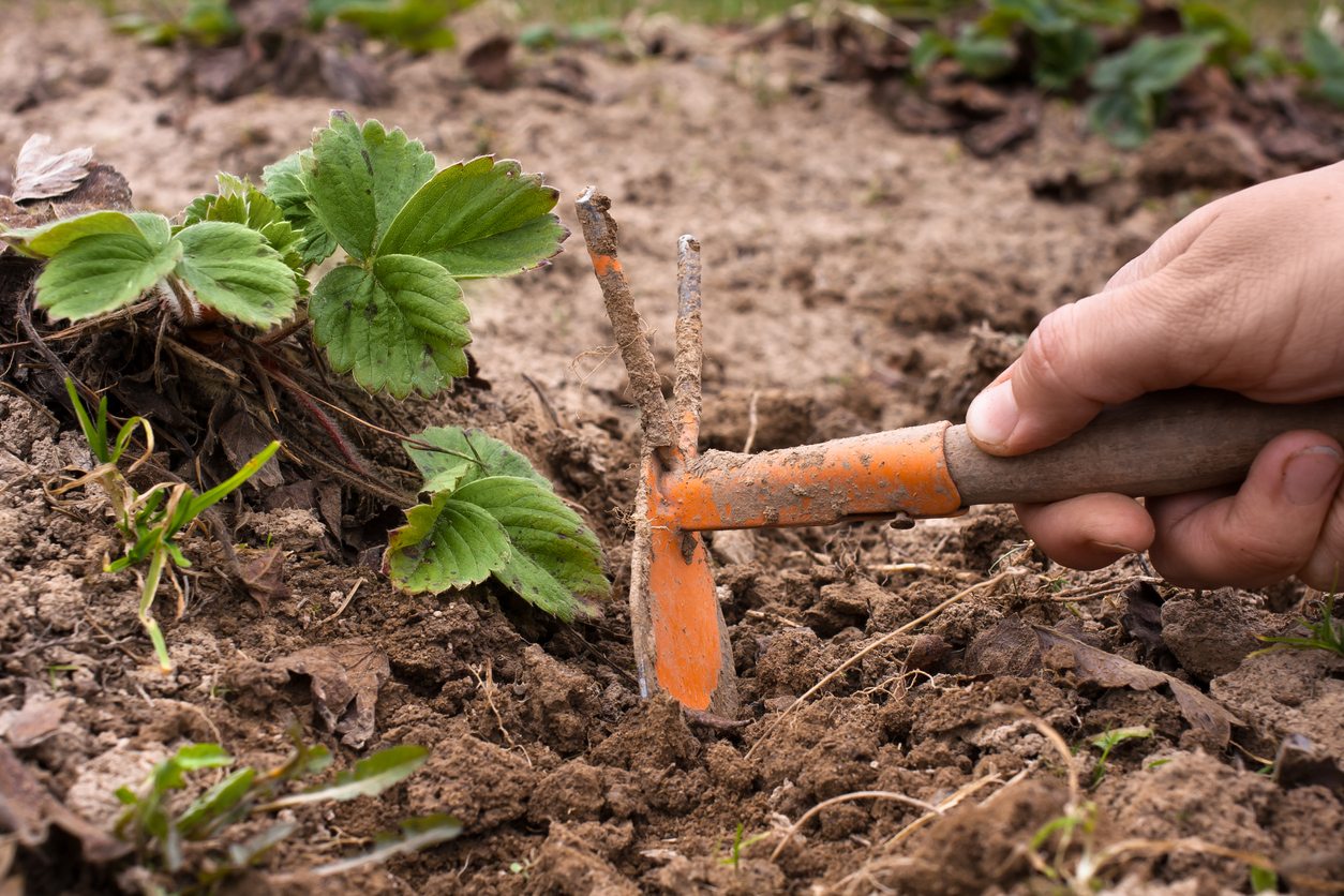 11+ Best Gardening Tools For Beginner Gardeners Must Have!