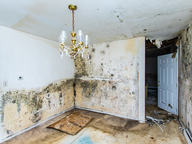 Threats of Black Mold to Architecture and Dwellers 
