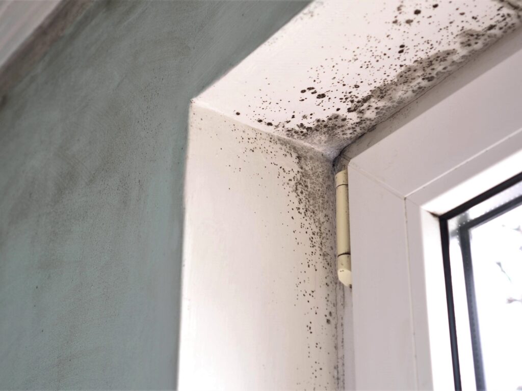 Threats of Black Mold to Architecture and Dwellers 