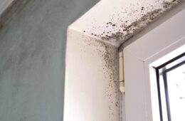 Threats of Black Mold to Architecture and Dwellers