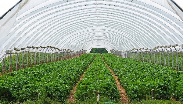 Greenhouse Construction Costs and Design 