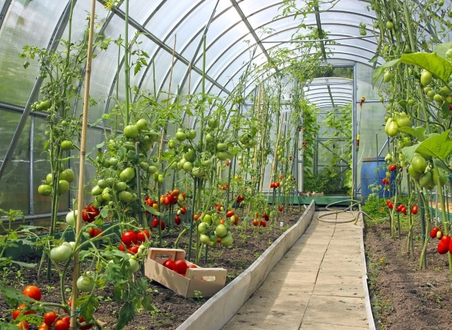 Greenhouse Gardening Ideas For Beginners 