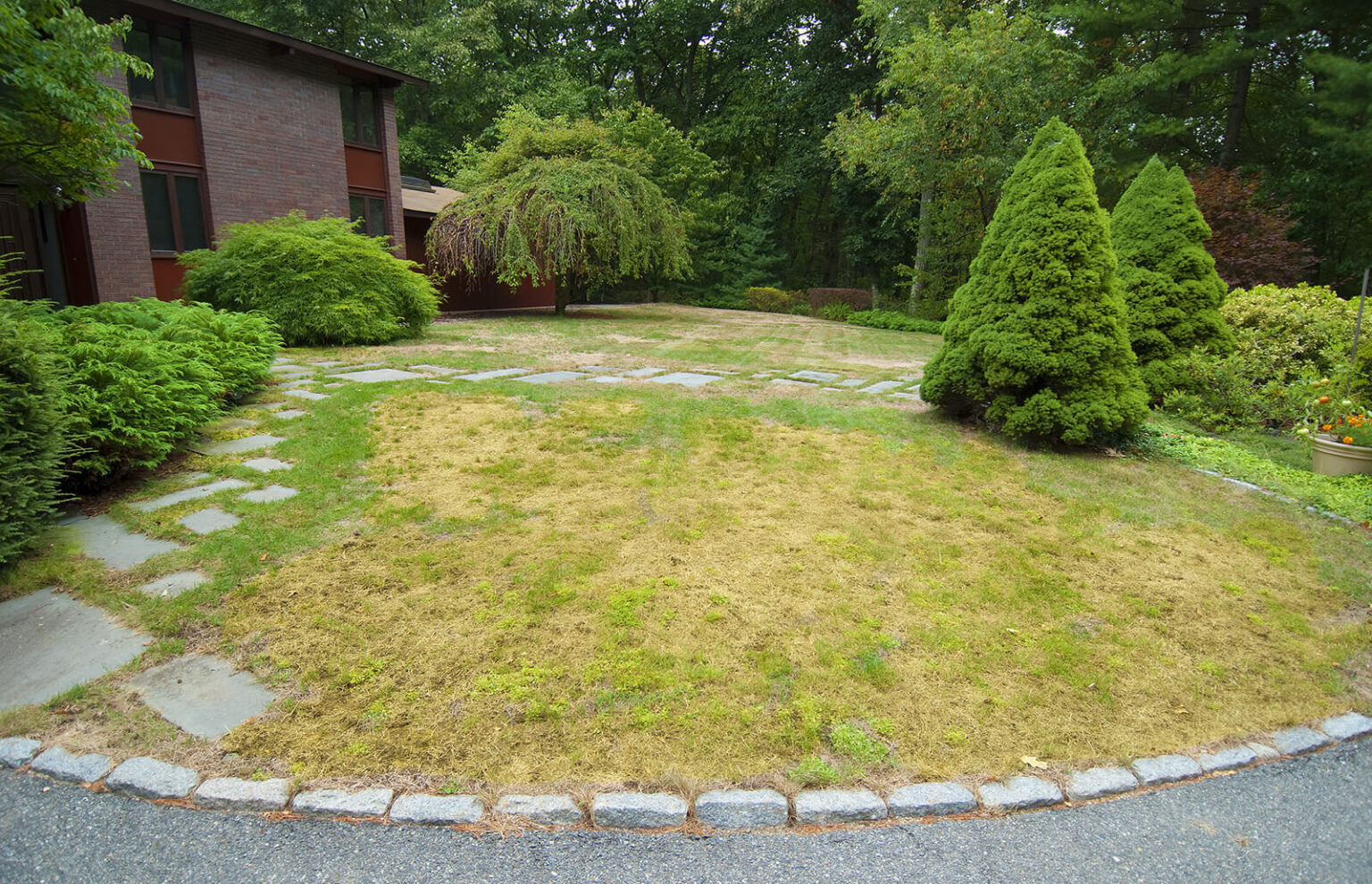 tips-to-best-quality-sod-near-your-area