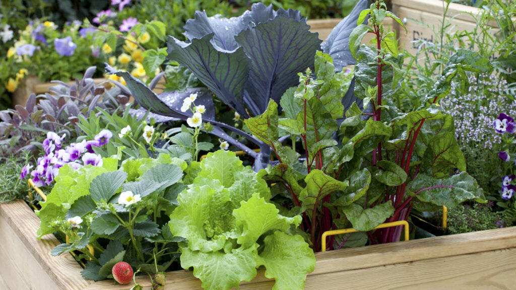 Creative Ideas to Grow a Food Garden 