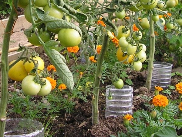 Creative Ideas to Grow a Food Garden 