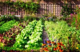 Creative Ideas to Grow a Food Garden
