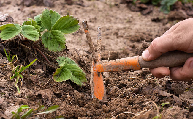 Gardening Tools 