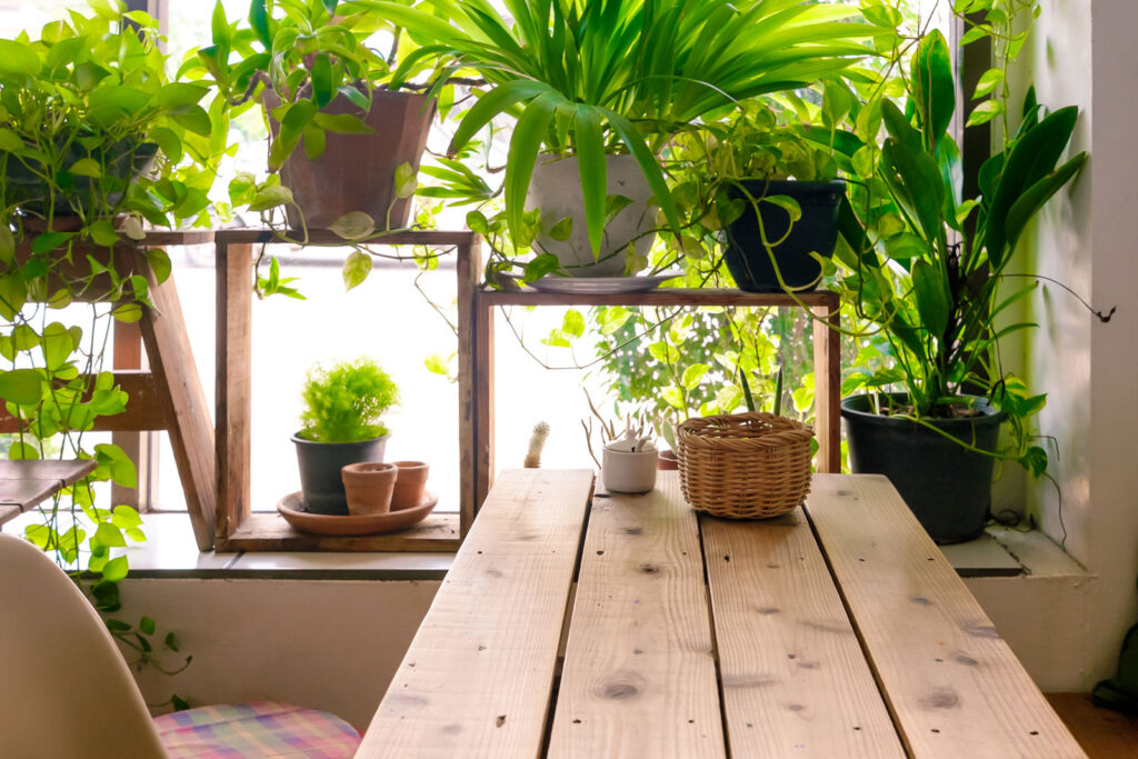 Indoor Gardening 