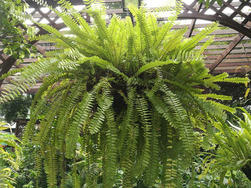 Care For Boston Fern 