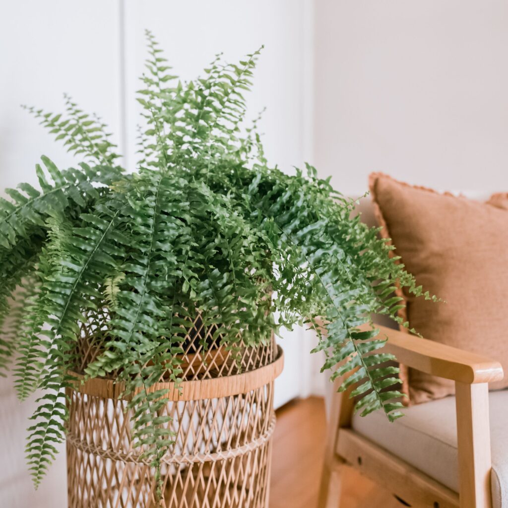 Care For Boston Fern 