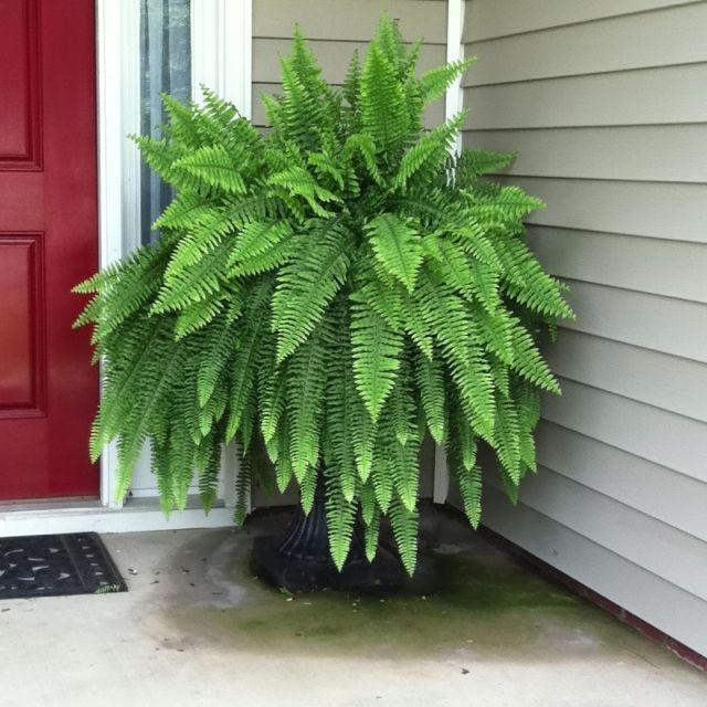 Care For Boston Fern 