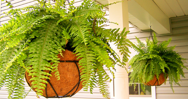 Care For Boston Fern 