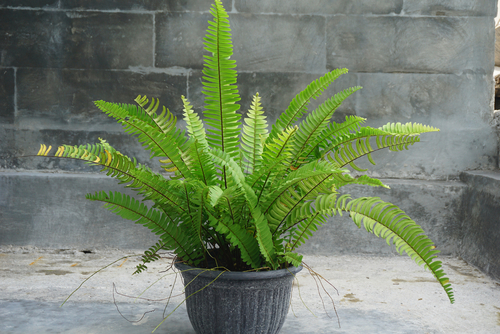 Care For Boston Fern