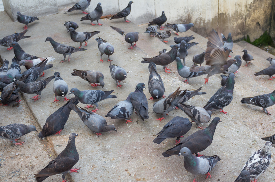 Bird Infestations in Birmingham