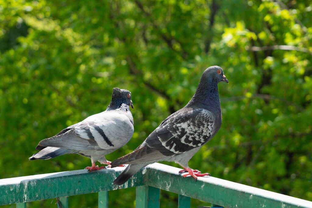 Bird Infestations in Birmingham