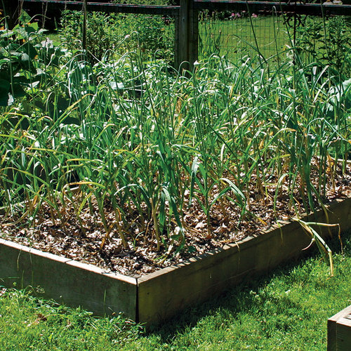 Growing your Own Garlic