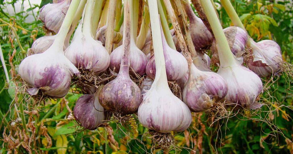 Growing your Own Garlic