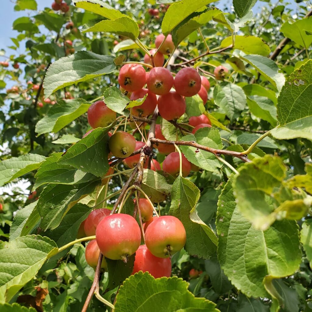 Ornamental Tree