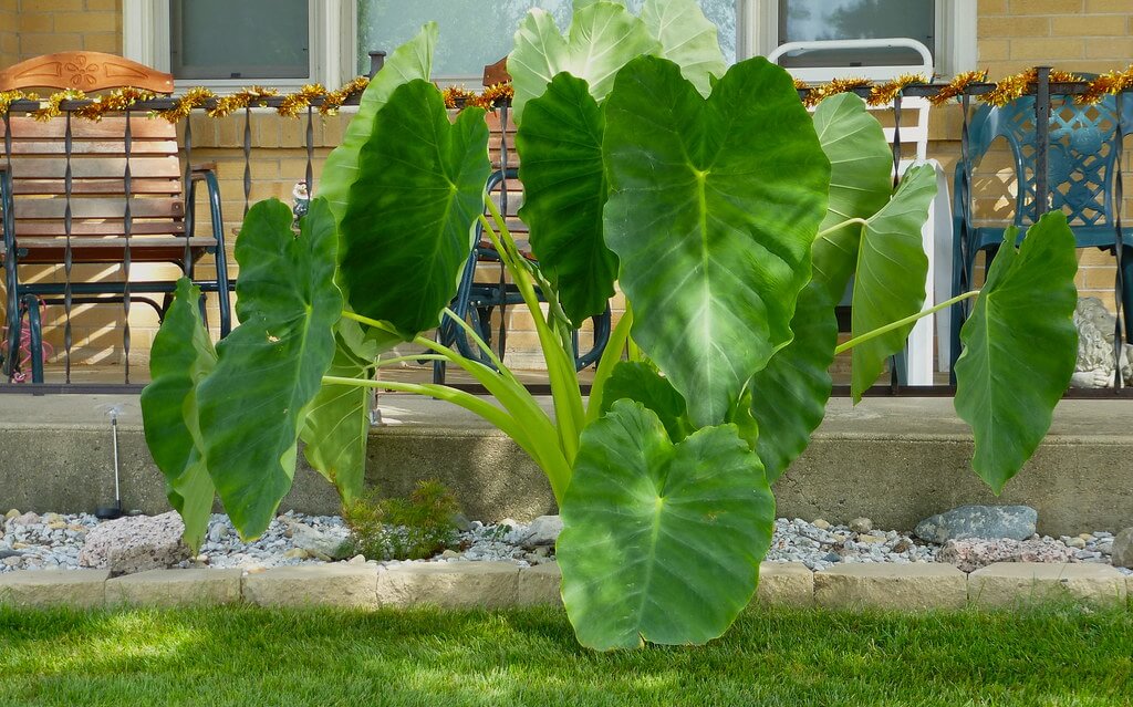 Take Care of Lush Green Elephant Ear Plants