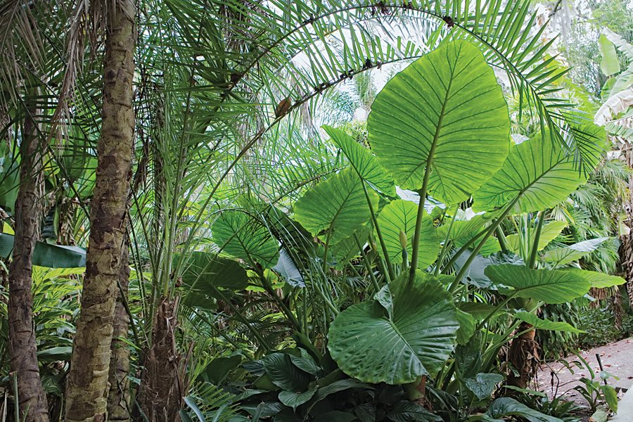 Take Care of Lush Green Elephant Ear Plants