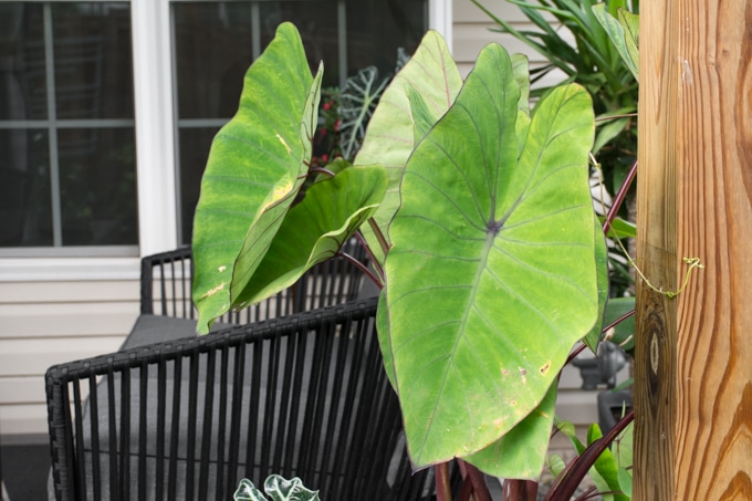 Take Care of Lush Green Elephant Ear Plants